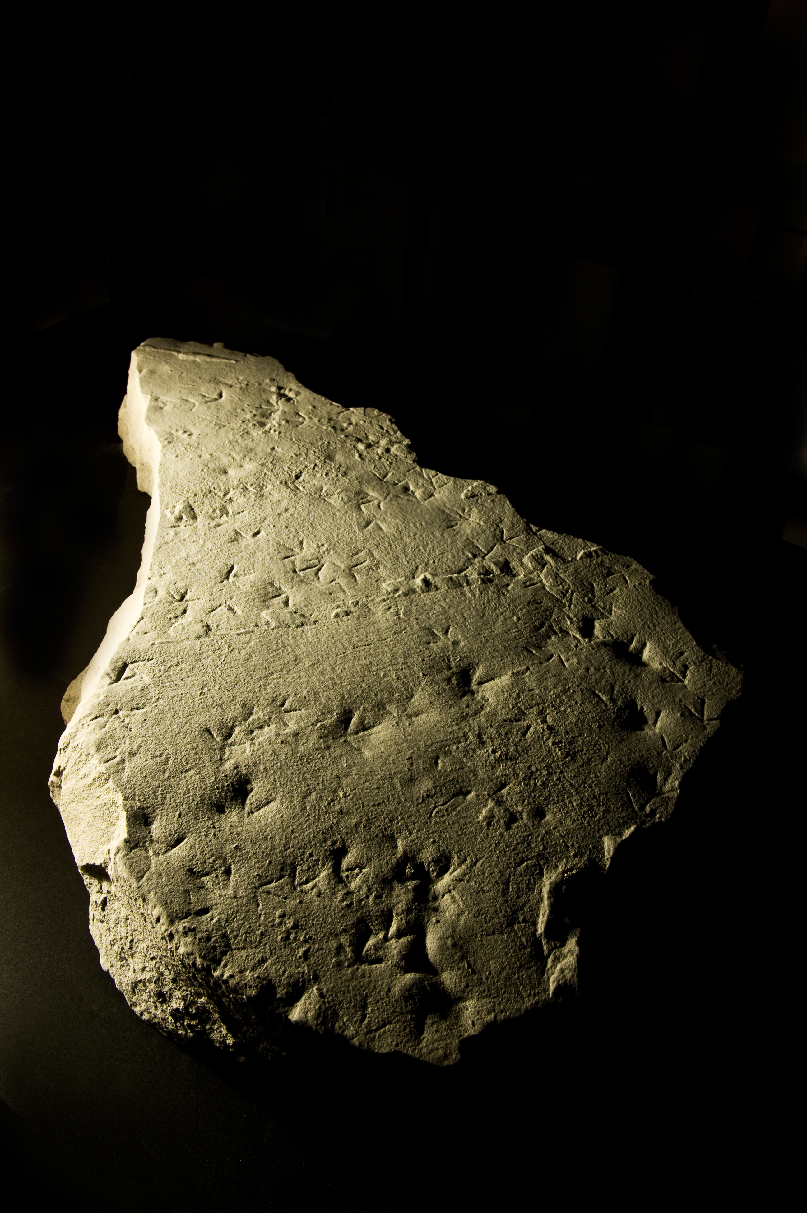 Fossilized sandpiper tracks found in the cave during construction.